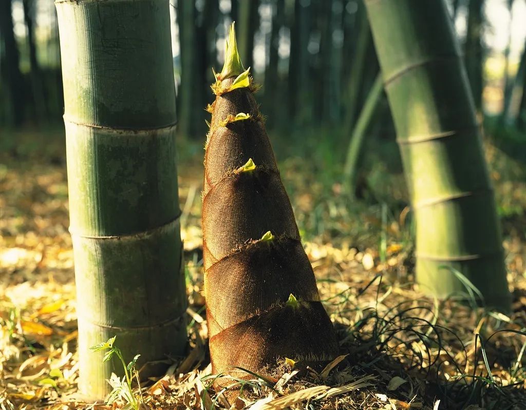 去吃一顿好的，然后重建生活