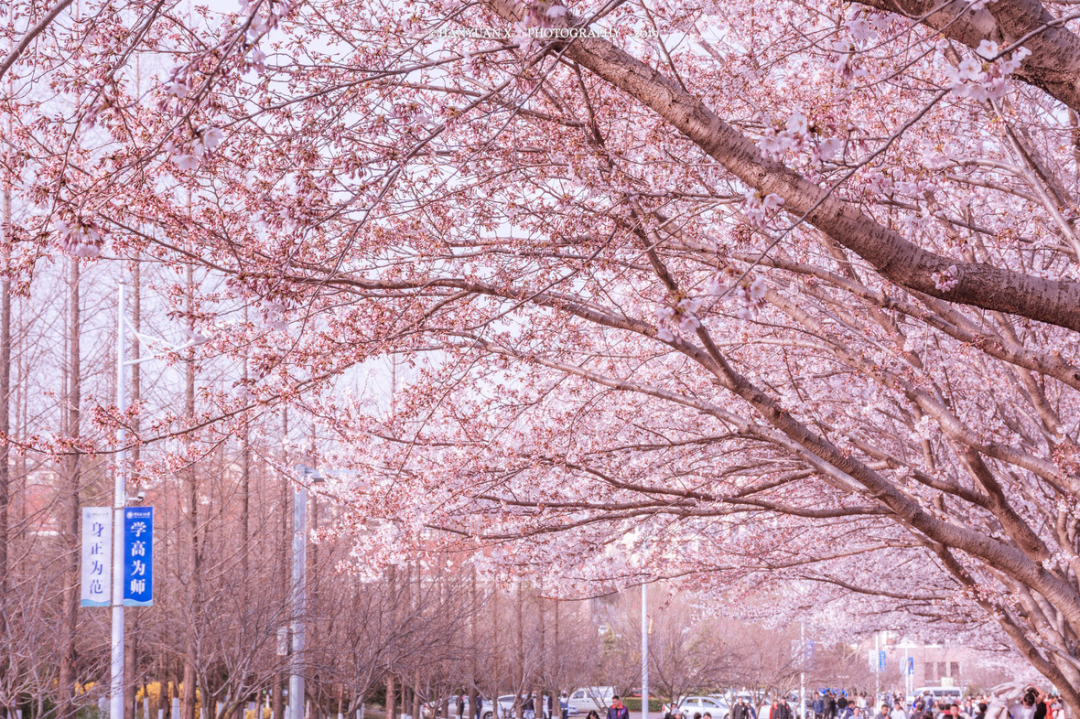 中国海洋大学    图虫@helen揍敌客 著名的樱花大道,每到春季便
