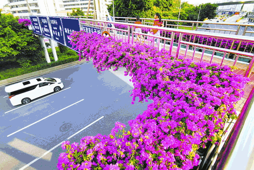 墙外的三角梅,凤凰花开的路口,此时的厦门已浸在花海