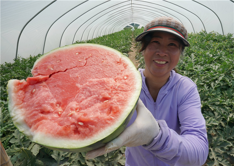 河北省 農民 昌黎縣 河北昌黎 趙家港村 西瓜@河北昌黎：“一村一品”促增收