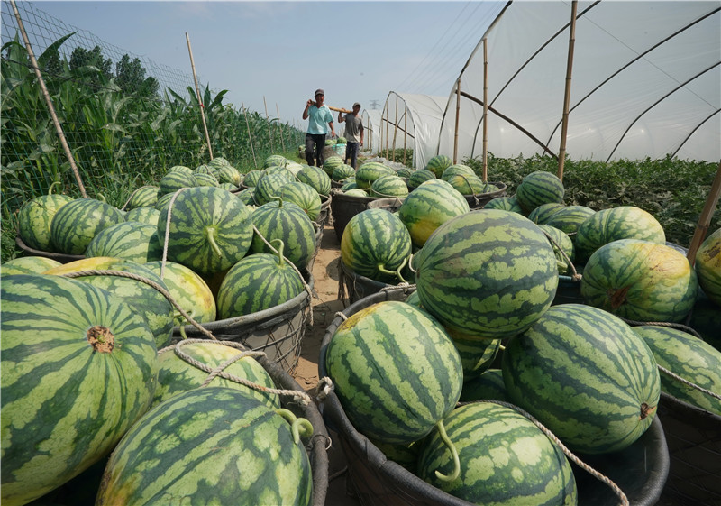 河北省 農民 昌黎縣 河北昌黎 趙家港村 西瓜@河北昌黎：“一村一品”促增收