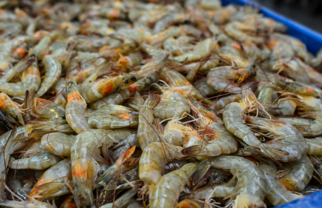 卷入病毒风波的厄瓜多尔白虾:80%出口中国,去年曾查出两种疫病