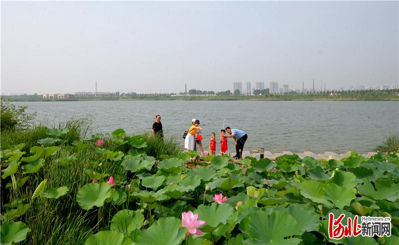 2020年7月16日,几位游客在河北省邯郸市永年区洺湖水生态湿地公园游玩