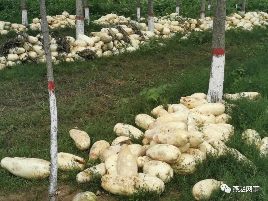 南瓜|南瓜变“难”瓜！邯郸肥乡瓜农叫苦不迭，数万斤南瓜高温下腐烂