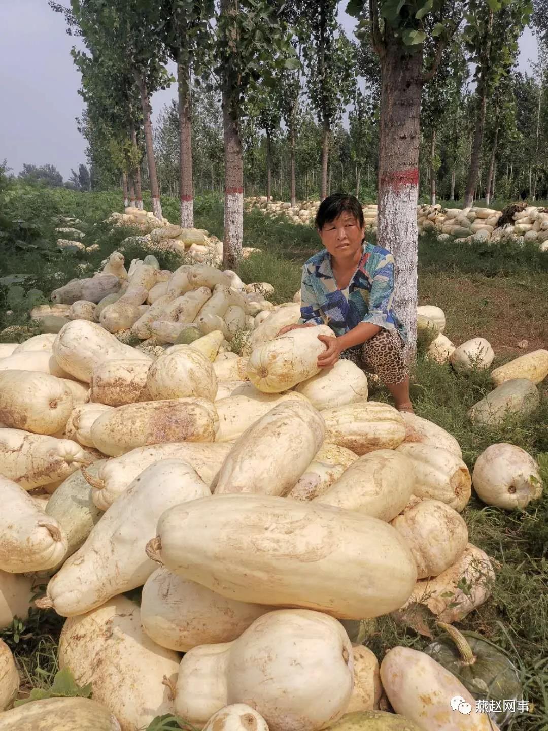 南瓜|南瓜变“难”瓜！邯郸肥乡瓜农叫苦不迭，数万斤南瓜高温下腐烂