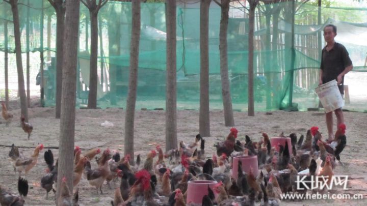 驿站 赵庆旺 鸡蛋 贫困户 养鸡场 长城网 郭庆敏 高洪臣 总站 父亲|一枚鸡蛋的“扶贫路径”