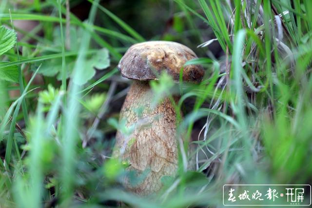 云南一共200多种毒菌,常见名单有这些,吃菌防毒指南拿好