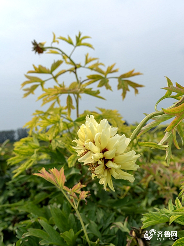 海黄牡丹"伏天花开帅出了新姿态 菏泽花商嗅到了新商机