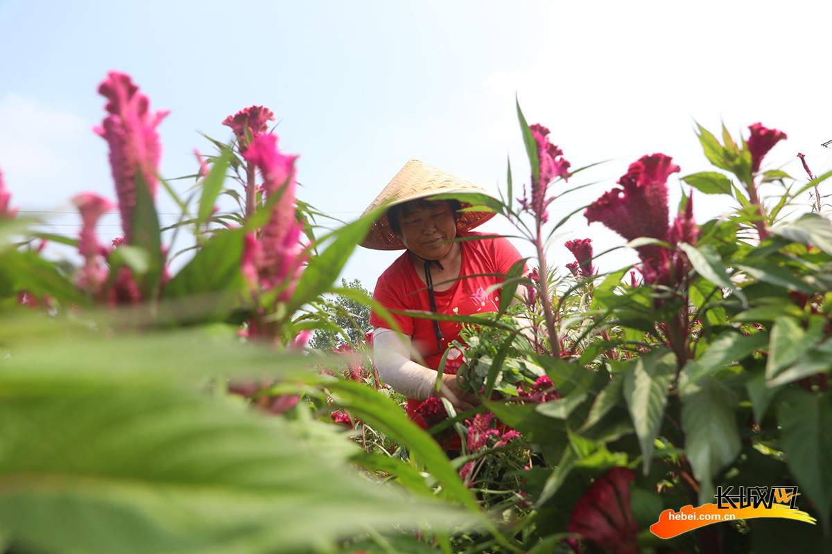 8月6日,丰润区刘家营乡东杨家营村,农民在给花卉除草.朱大勇 摄