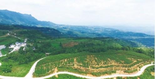 綦江石角镇千秋村:小山村有了大变化凤凰网重庆_凤凰网