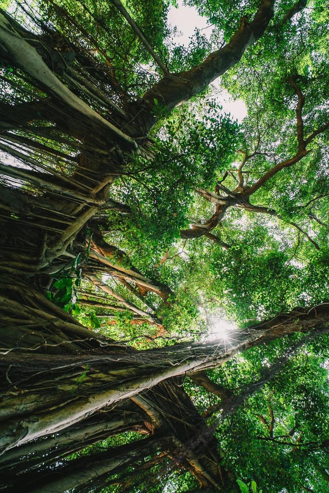 从北国风光到热带景观，这条铁路线怎么这么美？