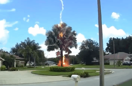 现实版晴天霹雳行车记录仪拍下晴空中闪电击中棕榈树