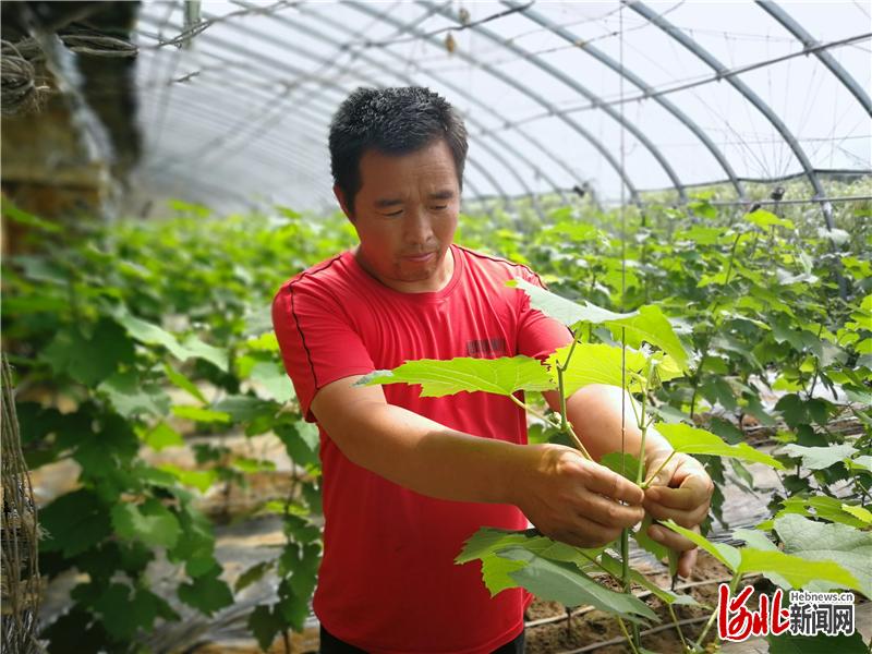 赵玉明 社区 黄瓜 葡萄 王莲红 大棚 好日子 贫困户 土地 河北平泉|河北平泉：“好日子越过越带劲”
