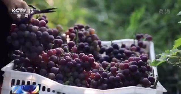 山东黄河滩区:农民画里的新生活(最新发布)