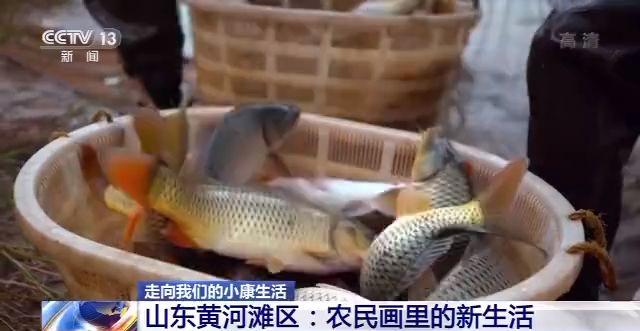 山东黄河滩区:农民画里的新生活(最新发布)