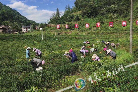 近日,笔者在石柱临溪镇红阳村看到,成片的辣椒地里,三五成群的村民正