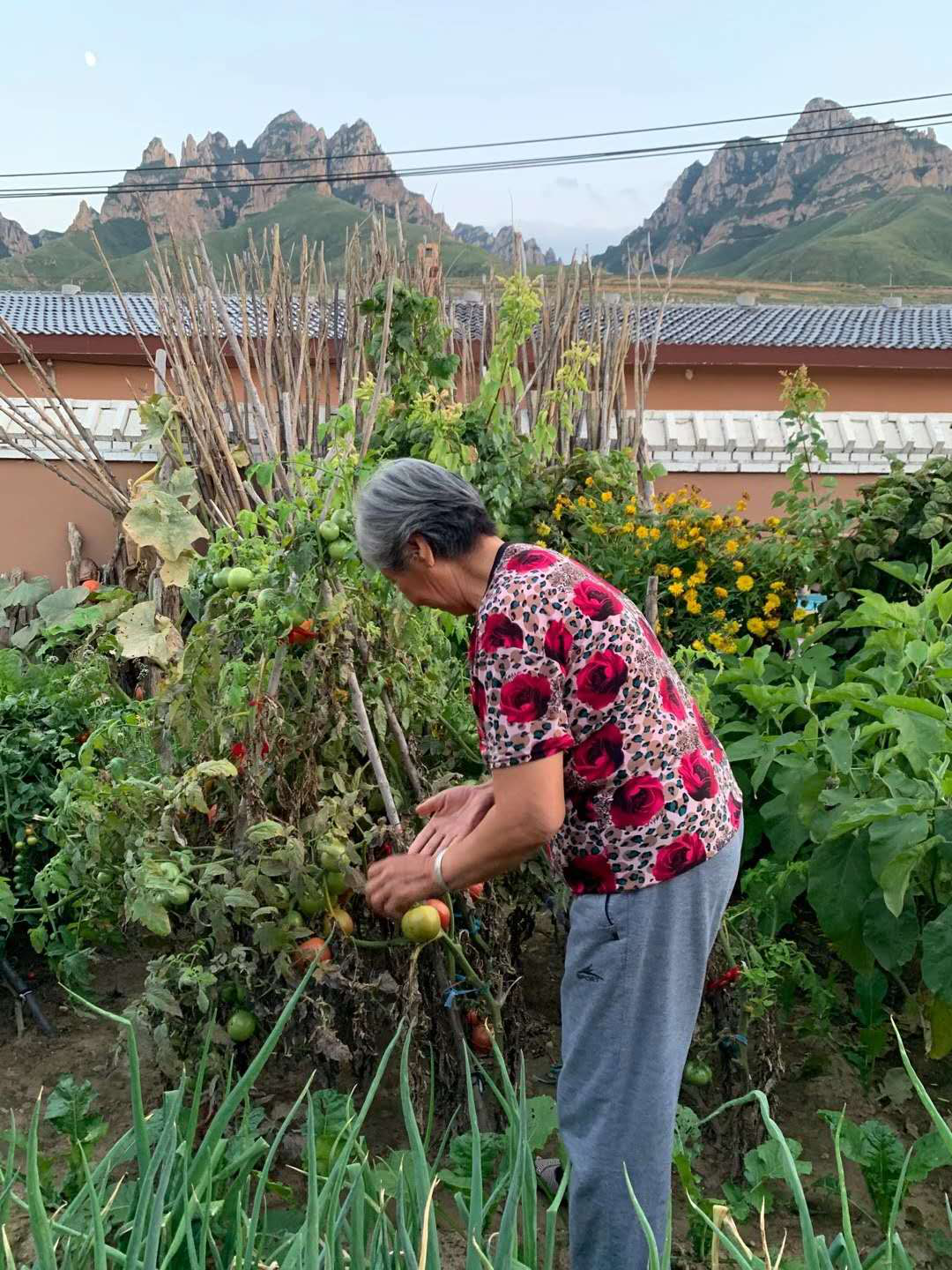 窑儿沟村 工作组 华药 项目 老百姓 养殖场 乡村 发生率 阳原县 华药集团|村容村貌大改变 乡村振兴新未来