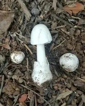 |误食野生毒蘑菇事件频发，这些误区要认清！