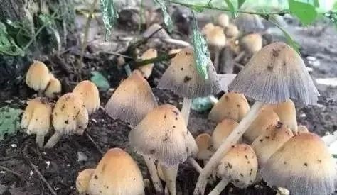|误食野生毒蘑菇事件频发，这些误区要认清！