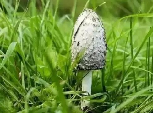 |误食野生毒蘑菇事件频发，这些误区要认清！