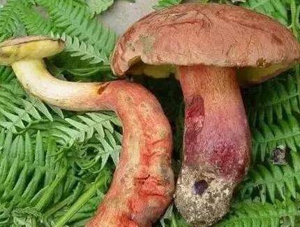 |误食野生毒蘑菇事件频发，这些误区要认清！