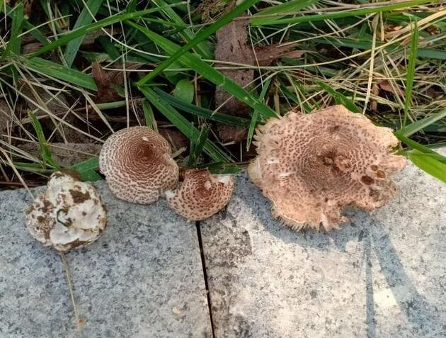 |误食野生毒蘑菇事件频发，这些误区要认清！