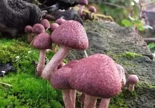 |误食野生毒蘑菇事件频发，这些误区要认清！