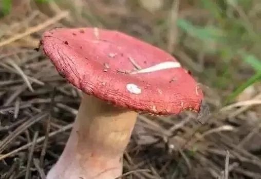 |误食野生毒蘑菇事件频发，这些误区要认清！