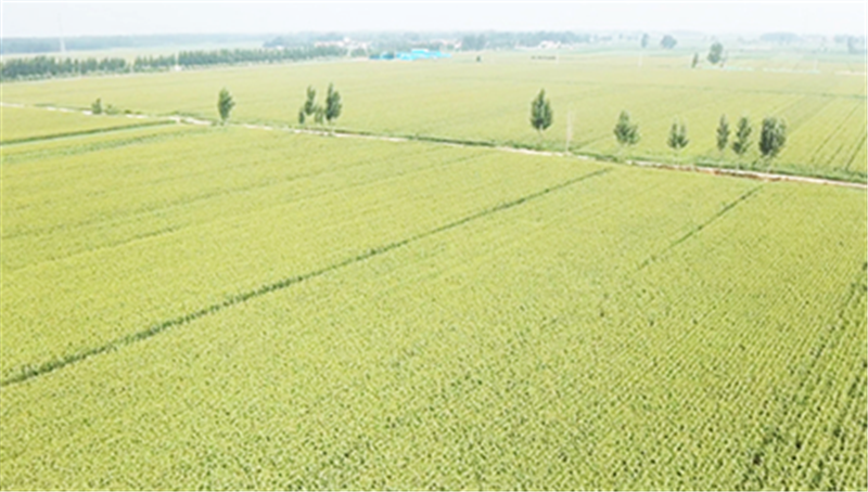|河北景县推广种植抗旱作物实现农业节本增效