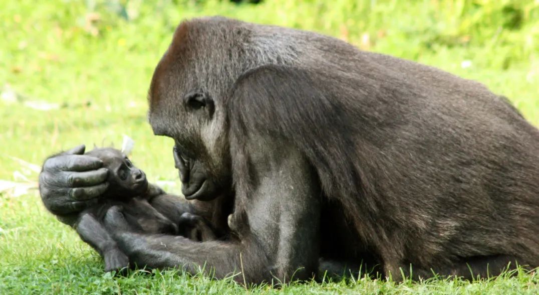 没有人应该孤独地死去但疫情期间有许多这样的悲剧