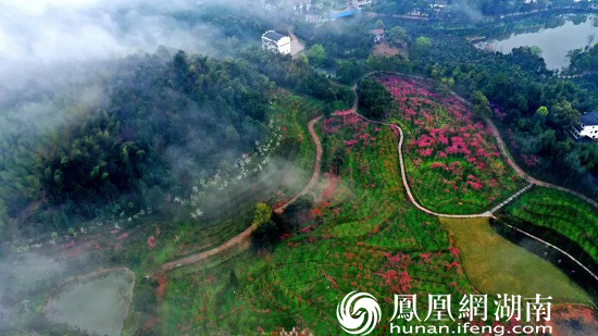 桃花源 烟雨 桃花源记 人间仙境 仙境 江南 游客 秦溪 实景 桃林|烟雨桃花源，仙境在人间