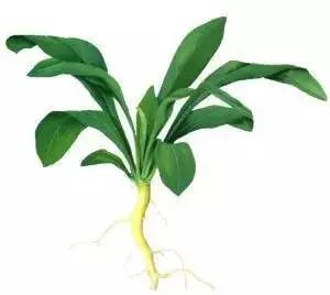 板蓝根对新冠体外有效是治疗有效吗？