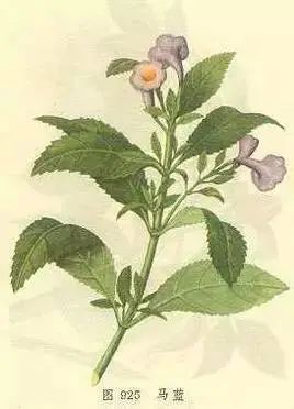 板蓝根对新冠体外有效是治疗有效吗？