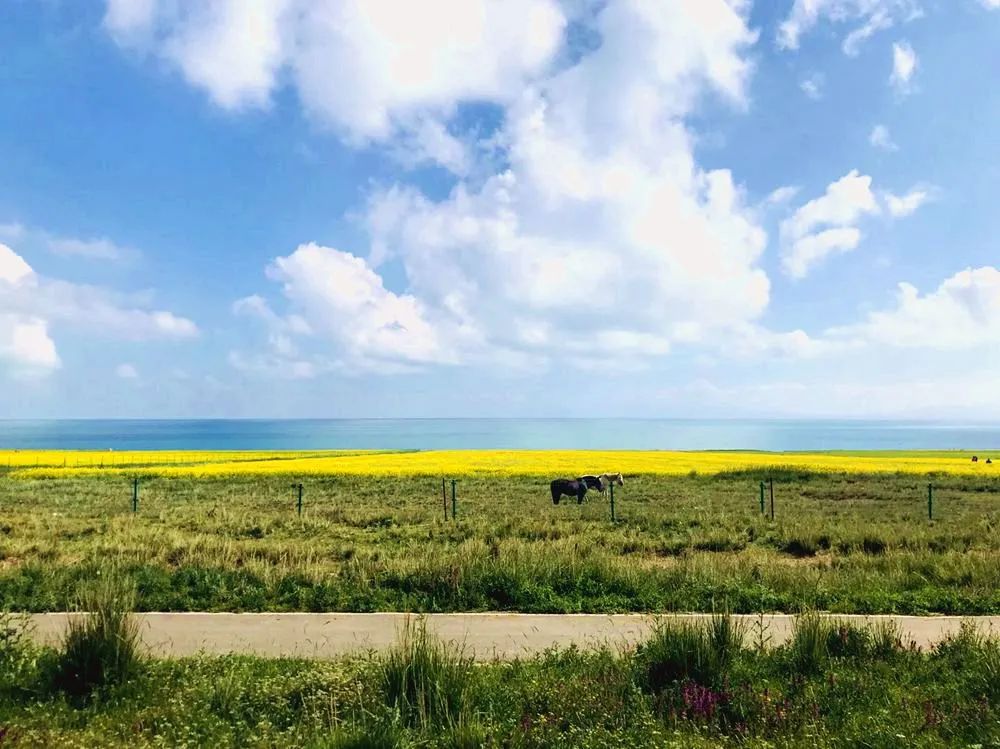 骆驼都“塞车”，但当地赚钱还是好难