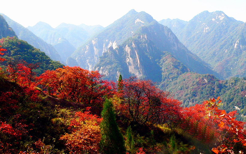 金秋赏红叶|第三届洛神红叶美食文化旅游节即将开幕!