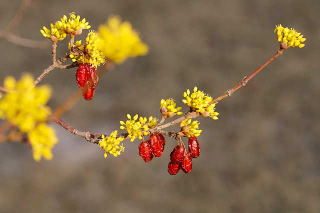 重阳节人人佩戴的茱萸,其实是古代的辣椒