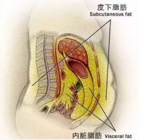 叶氏药业肥胖人群注意了脂肪是会堆积在内脏的