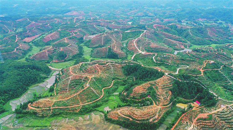 宁都县:脐橙基地助力脱贫(图)