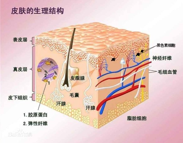 黑色素是皮肤的天敌?其实它是皮肤的忠诚卫士