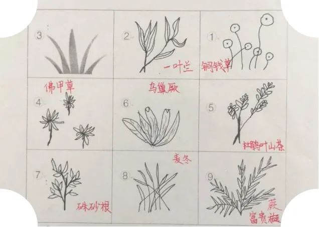 南昌市洪都中医院中草药专家走进百花洲小学传播中医药文化