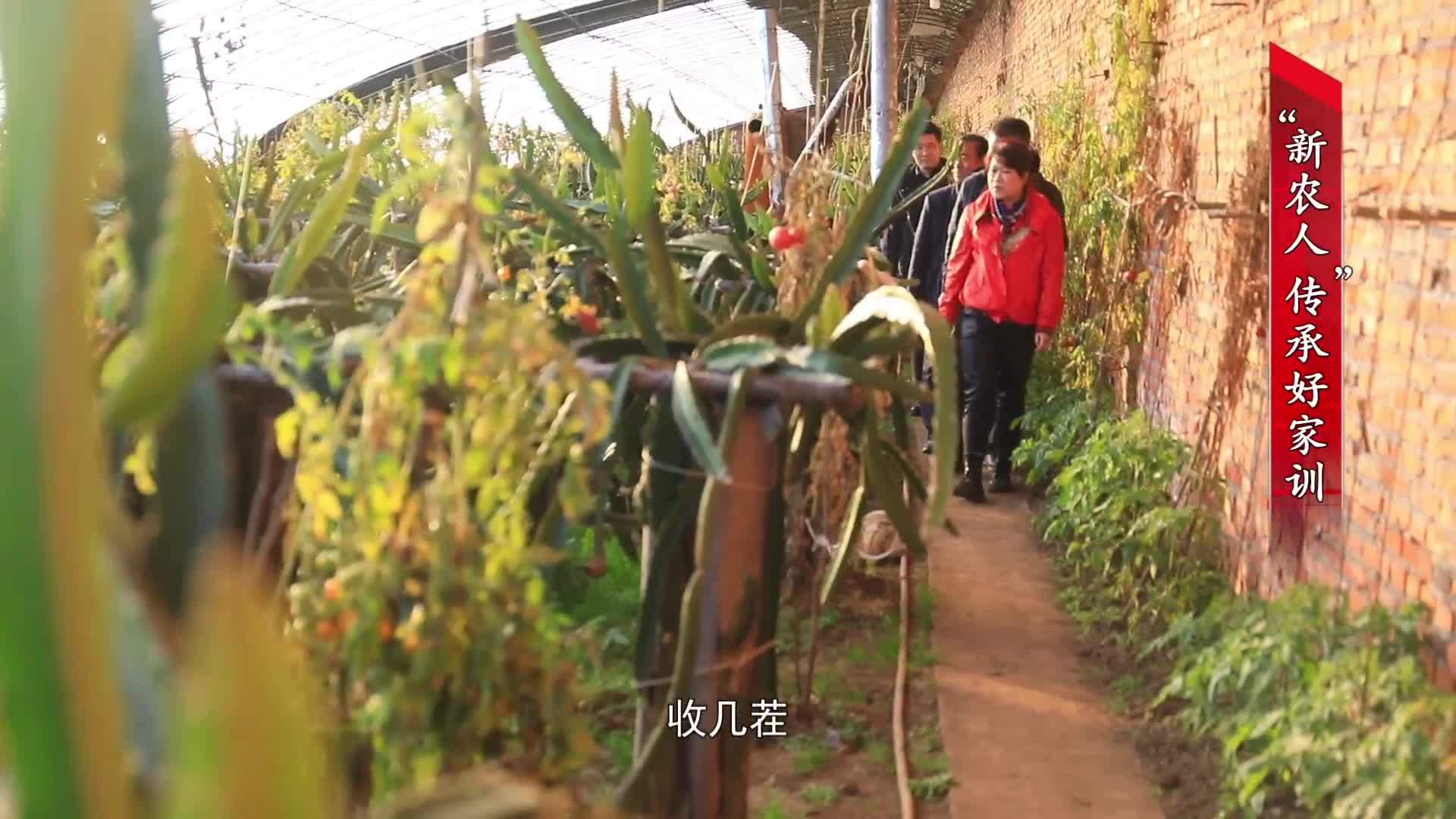 《接过父辈的旗帜》第三集余朝霞:"新农人"传承好家训