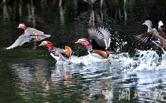 真鸳鸯戏水千余鸳鸯飞抵漳河安家越冬