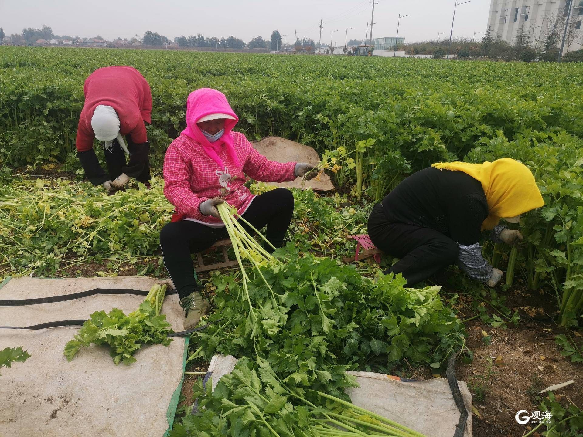 马家沟芹菜 价格"蹭蹭"涨 批发价格高于往年菜农效益可观