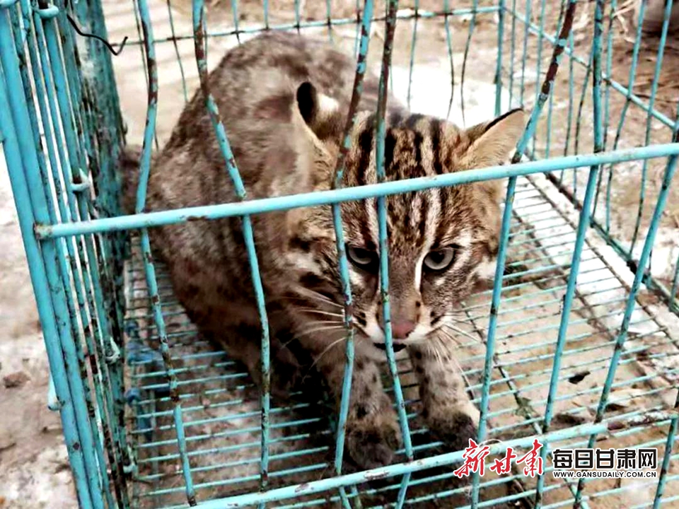 农家鸡窝现大猫竟是国家二级保护动物