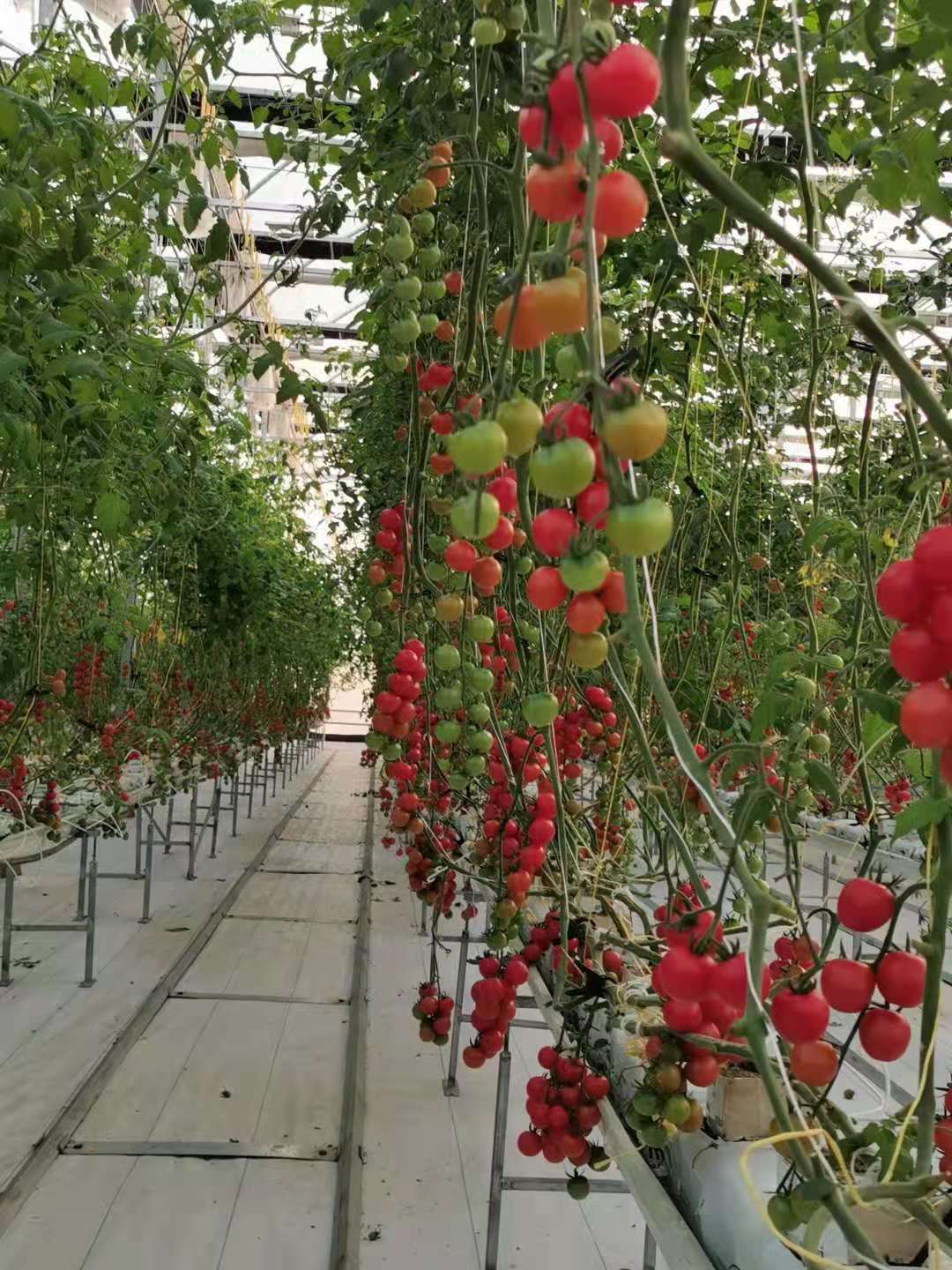 中国以色列农业科技合作园发展高效农业:番茄树上长 蔬菜像鲜花