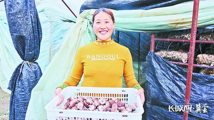 平泉市卧龙镇庙后村村民范玉荣展示刚采摘的香菇.