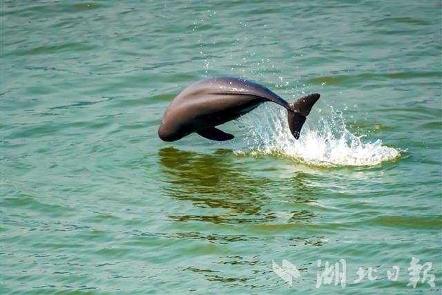 长江宜昌江段江豚家族逐浪撒欢