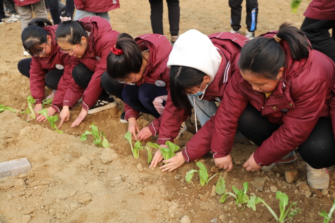 西安高新区第五学校劳动基地种菜忙