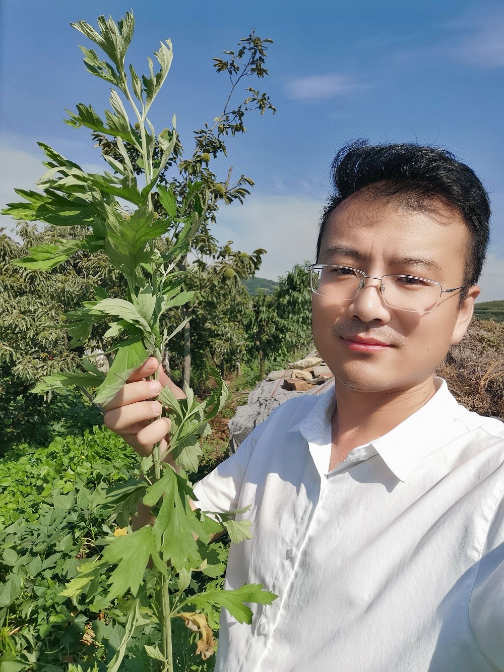 蕲艾ceo张传鹏创业故事:传播艾草养生文化,振兴艾草产业