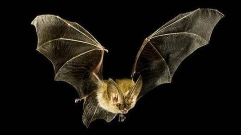 新冠病毒直接来源于蝙蝠吗?这些问题需要解答